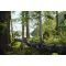 Парфюм Victorinox Swiss Army Forest